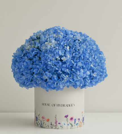 Blue Hydrangeas Box Flowers | Elegant Gift | Flower Delivery Dubai UAE